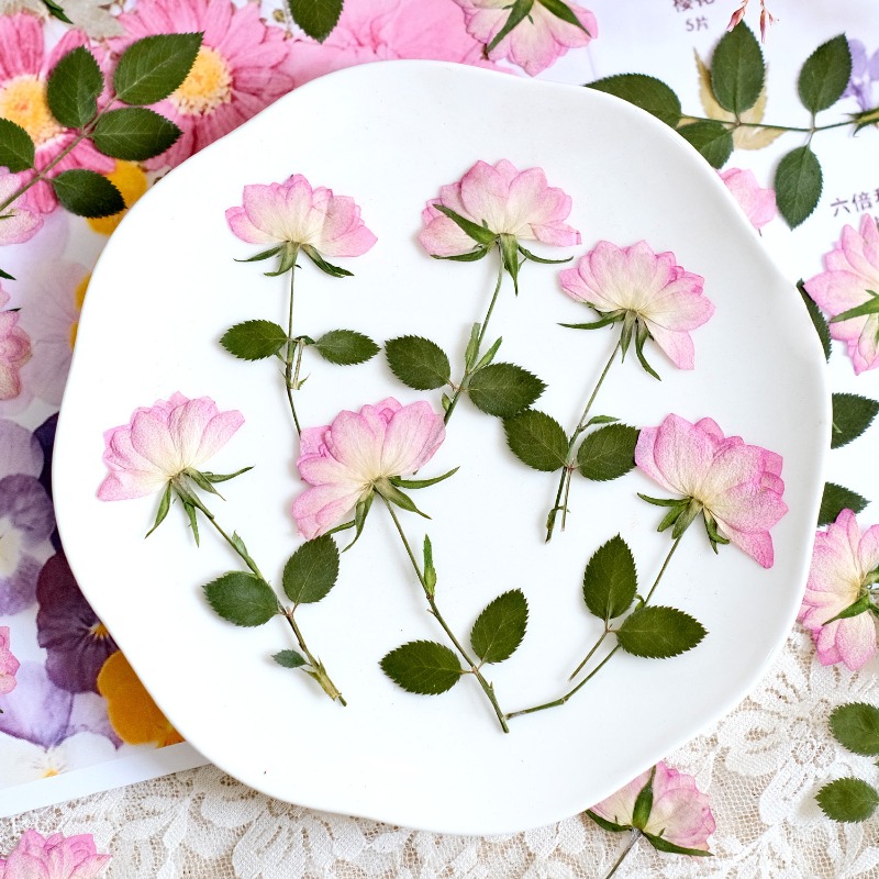12 pièces, fleurs séchées pres - Resin Craft Ideas avis et prix